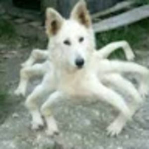 Meet your Posher, Richard